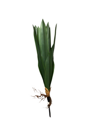 24 Inch Real Touch Agave Foliage Spray