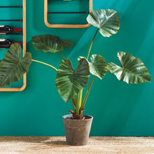 Load image into Gallery viewer, Alocasia Potted 42&quot;
