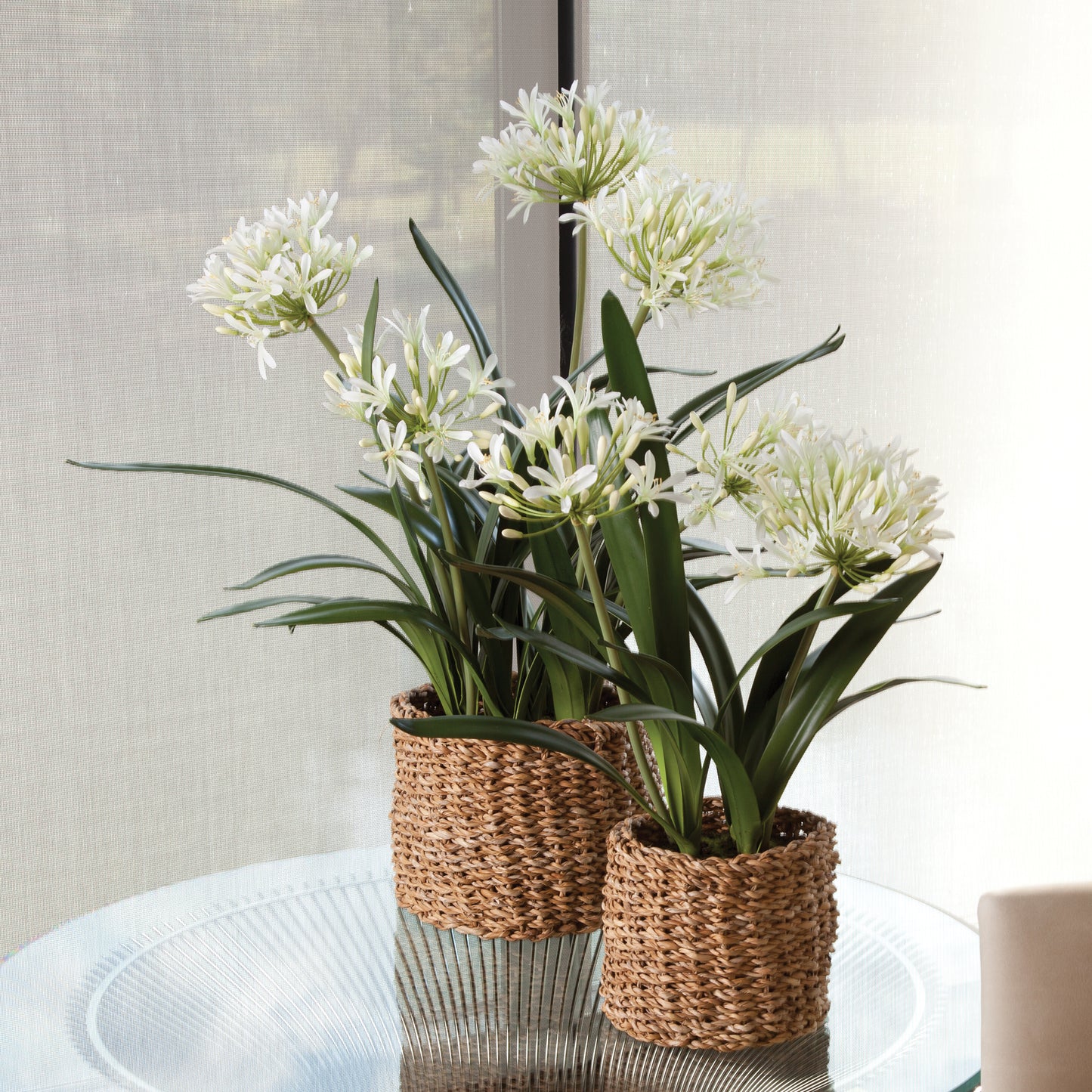 AGAPANTHUS DROP-IN 29"