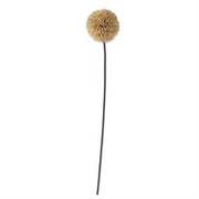 26 Inch Tan Allium Stem