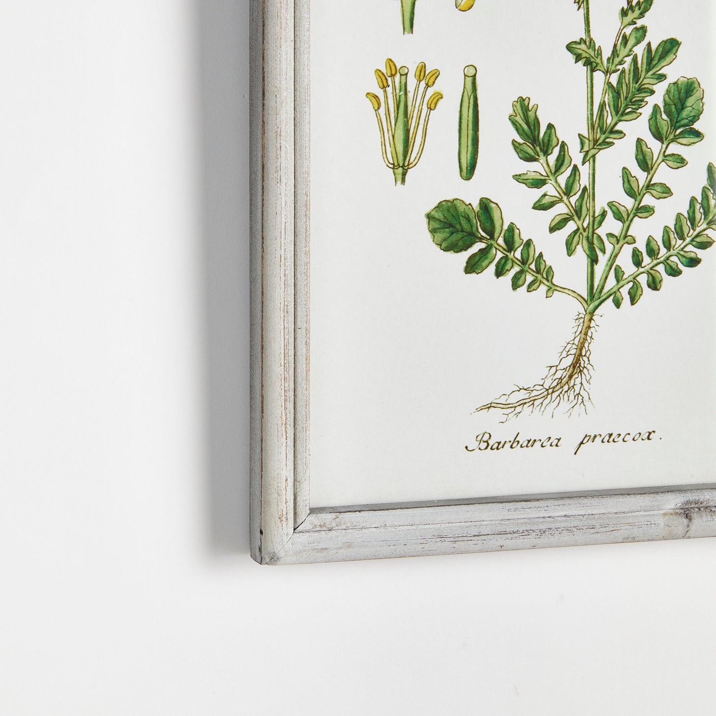 PERENNIAL BOTANICAL STUDY, SET OF 6