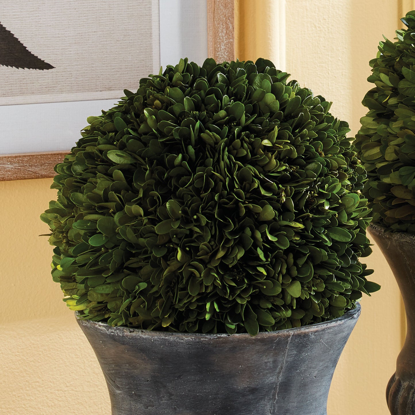 BOXWOOD BALL 8"