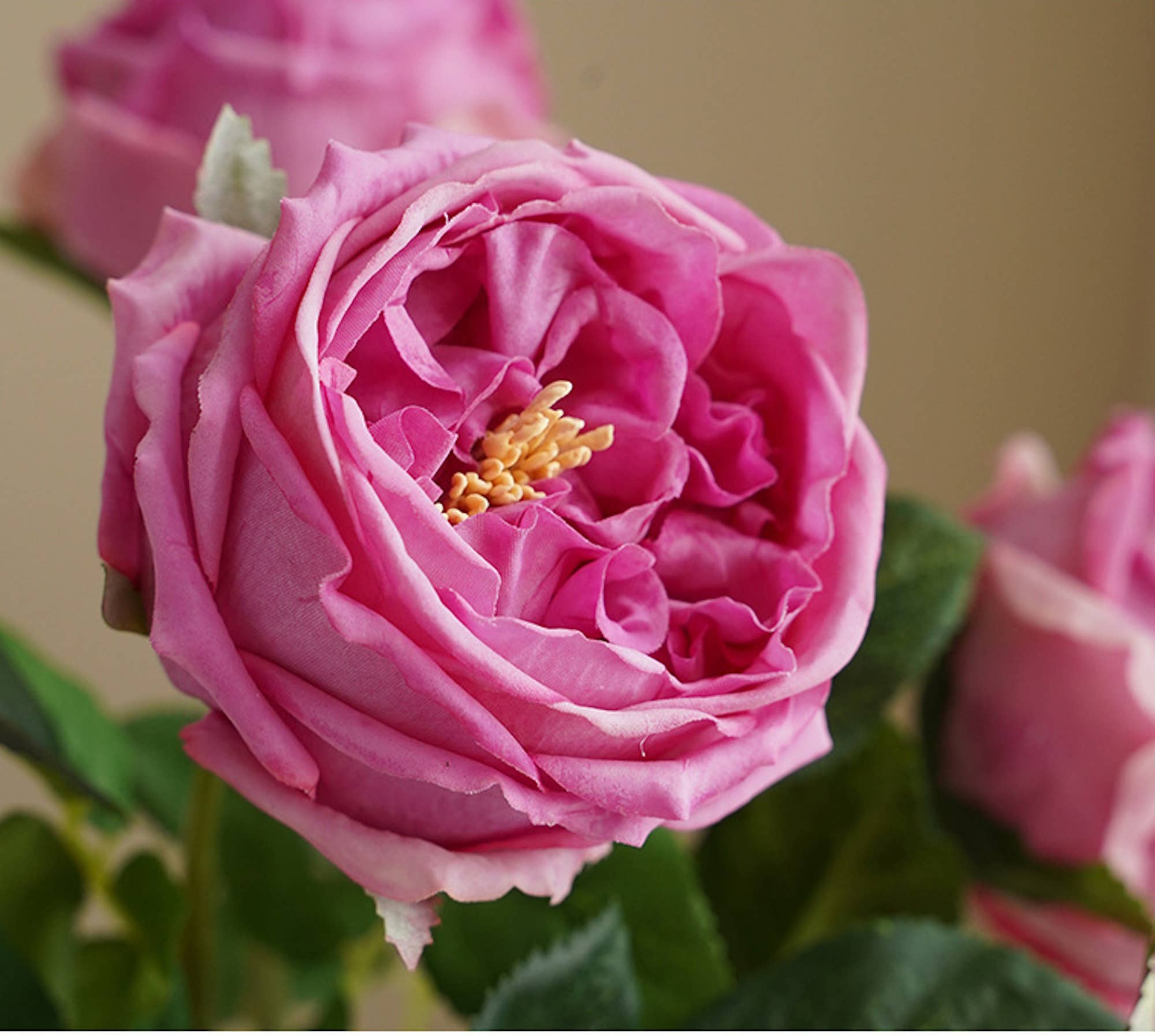 17"Premium Real touch English Austin Cabbage Rose Stem: Pure White