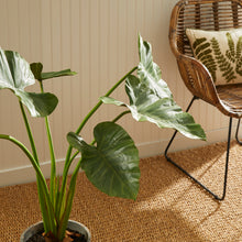 Load image into Gallery viewer, Alocasia Potted 42&quot;
