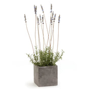 FRENCH LAVENDER IN SQUARE POT 24"