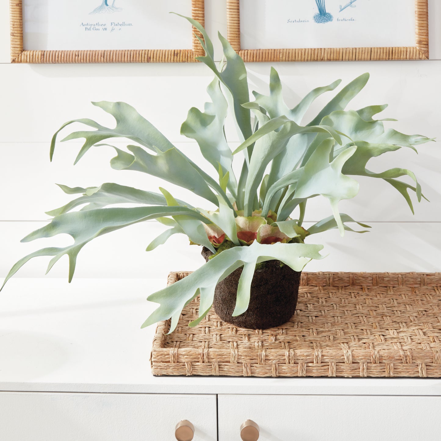 STAGHORN FERN DROP-IN 21"