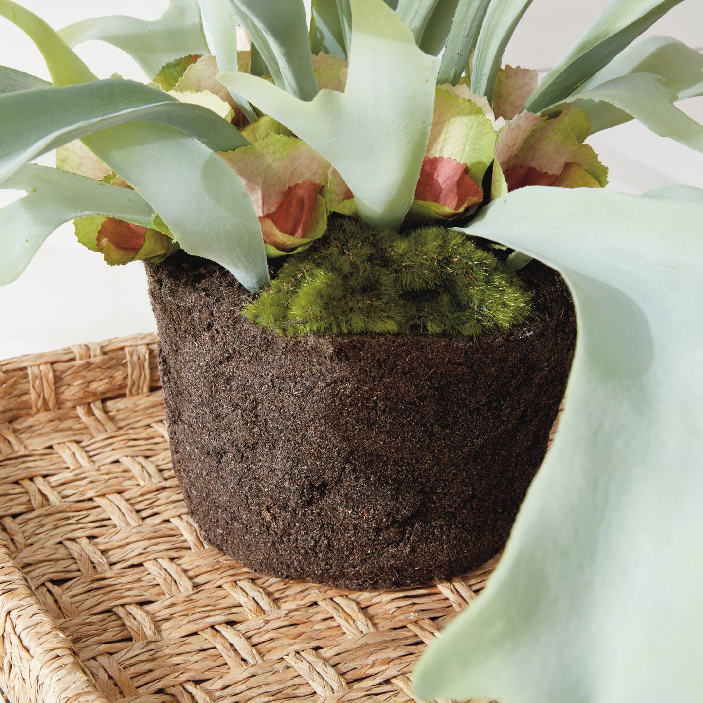 STAGHORN FERN DROP-IN 21"