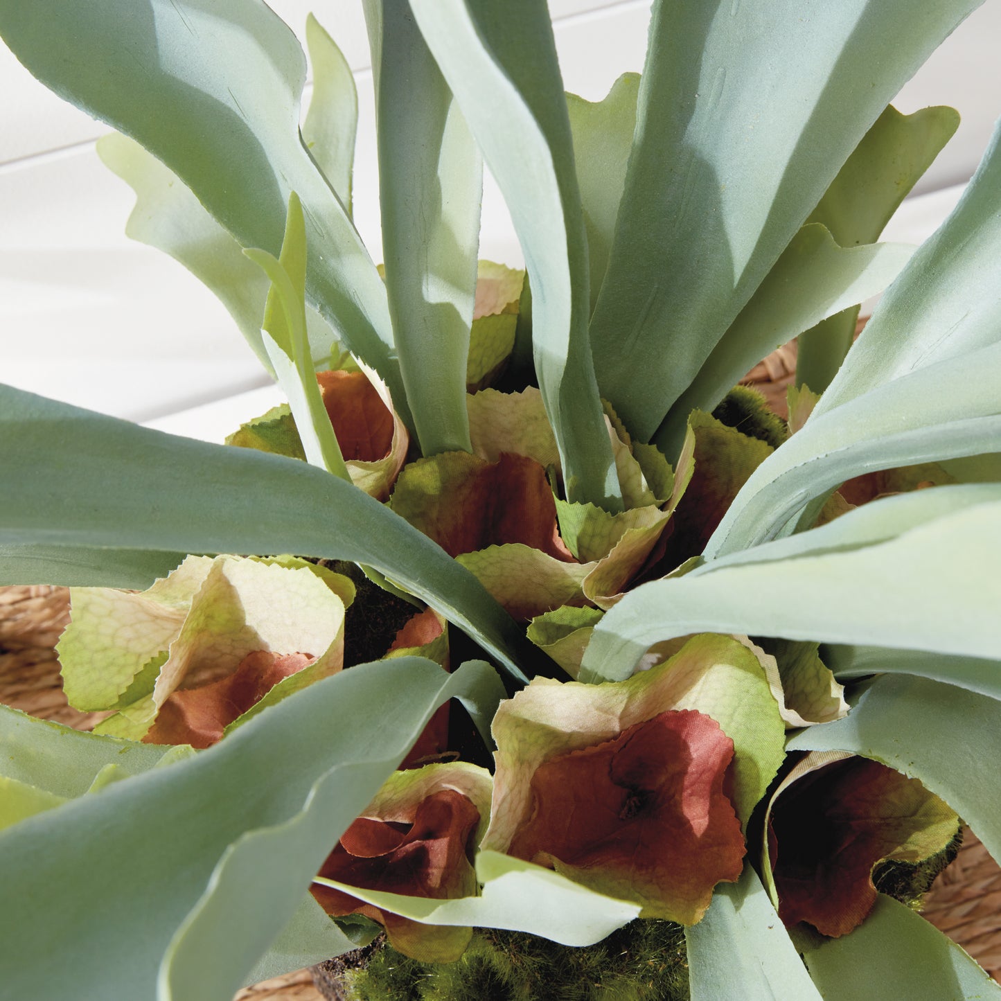 STAGHORN FERN DROP-IN 21"