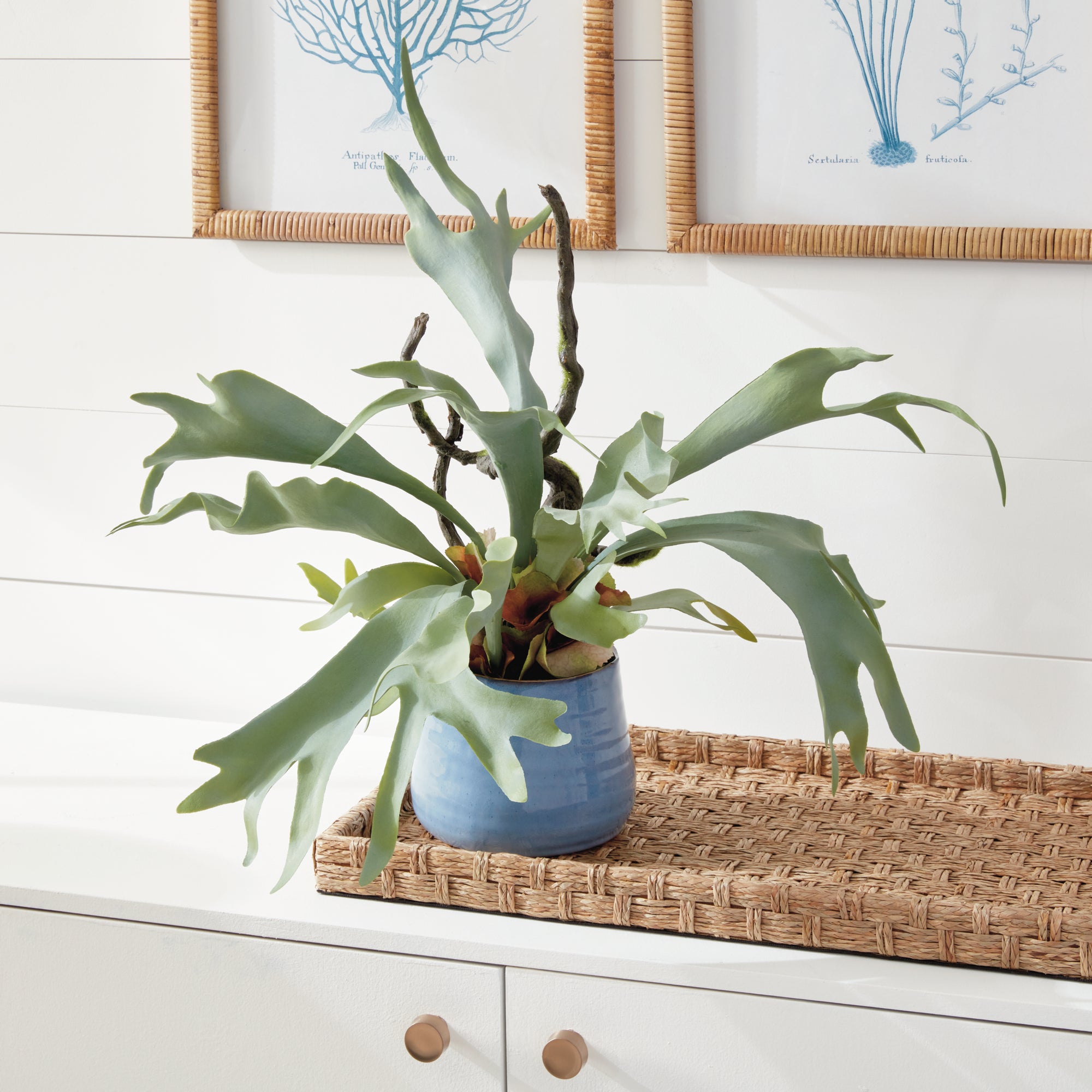 STAGHORN FERN DROP-IN 22"