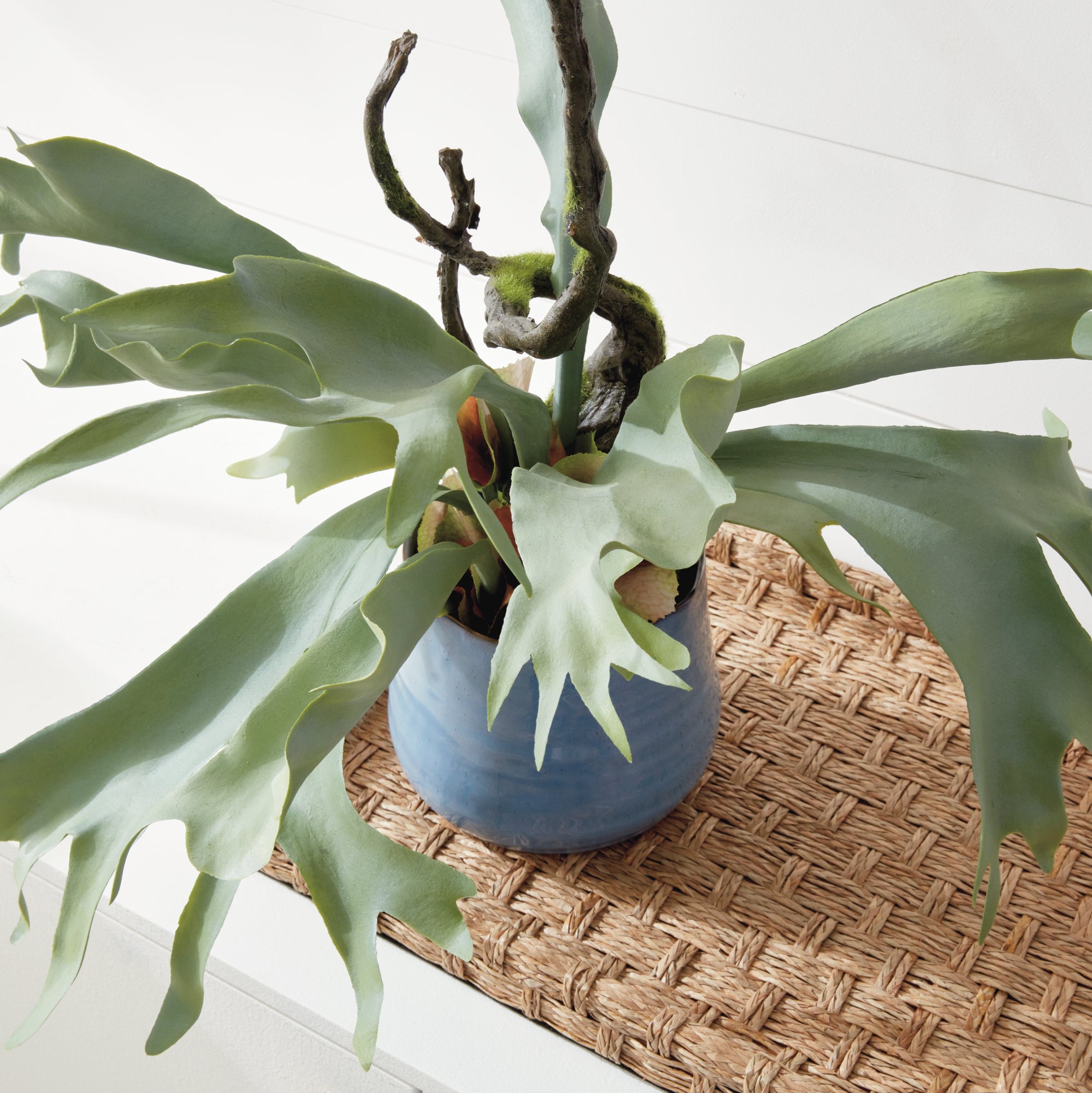 STAGHORN FERN DROP-IN 22"