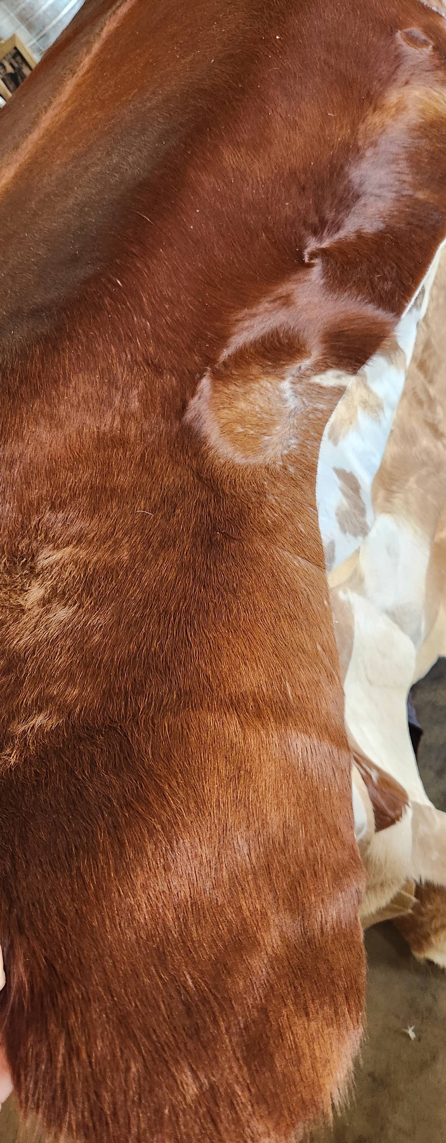 Assorted color cowhides