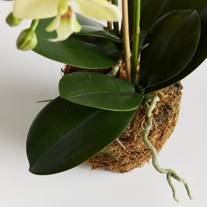 Phalaenopsis Orchid Drop-In 30"
