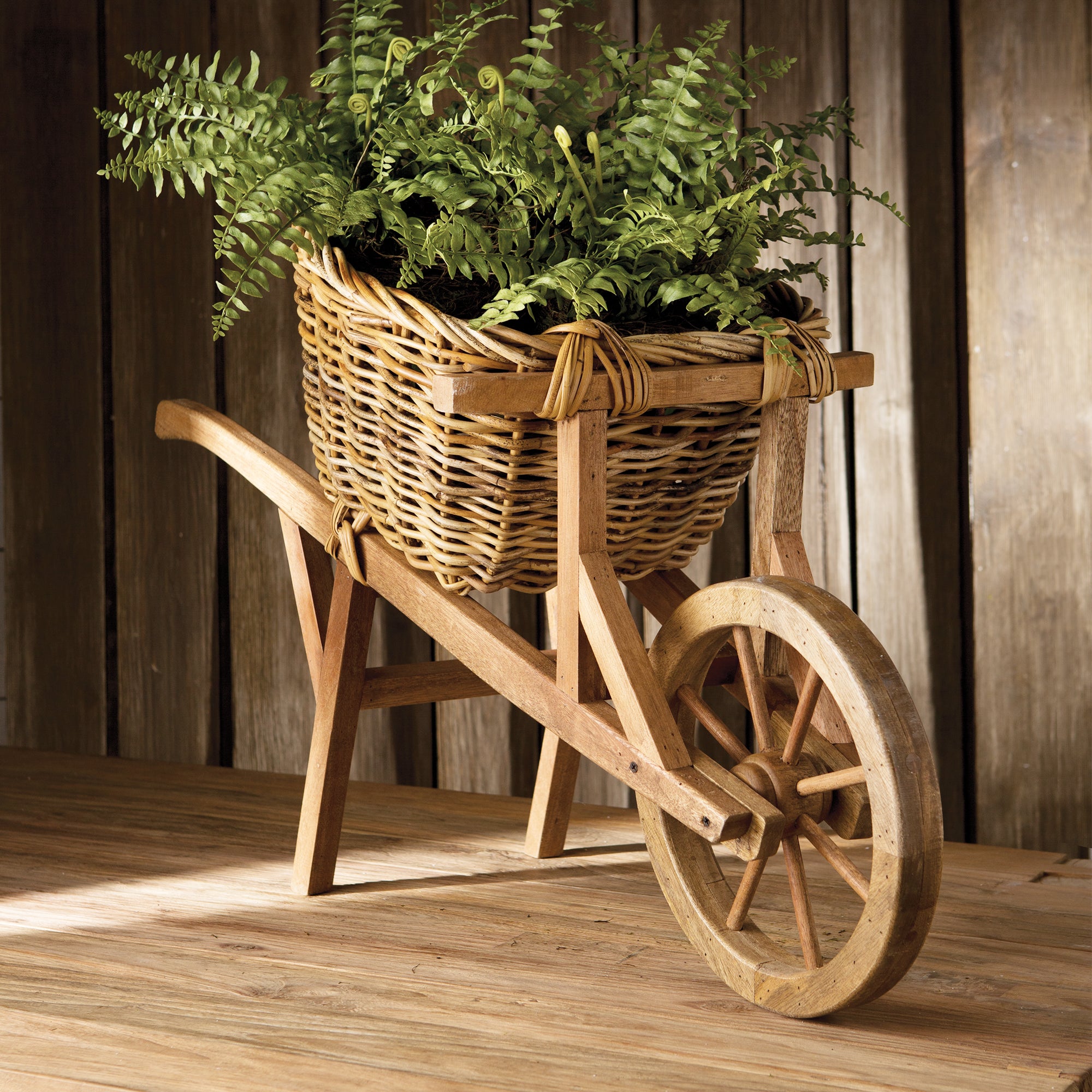 BOSTON FERN DROP-IN 12"