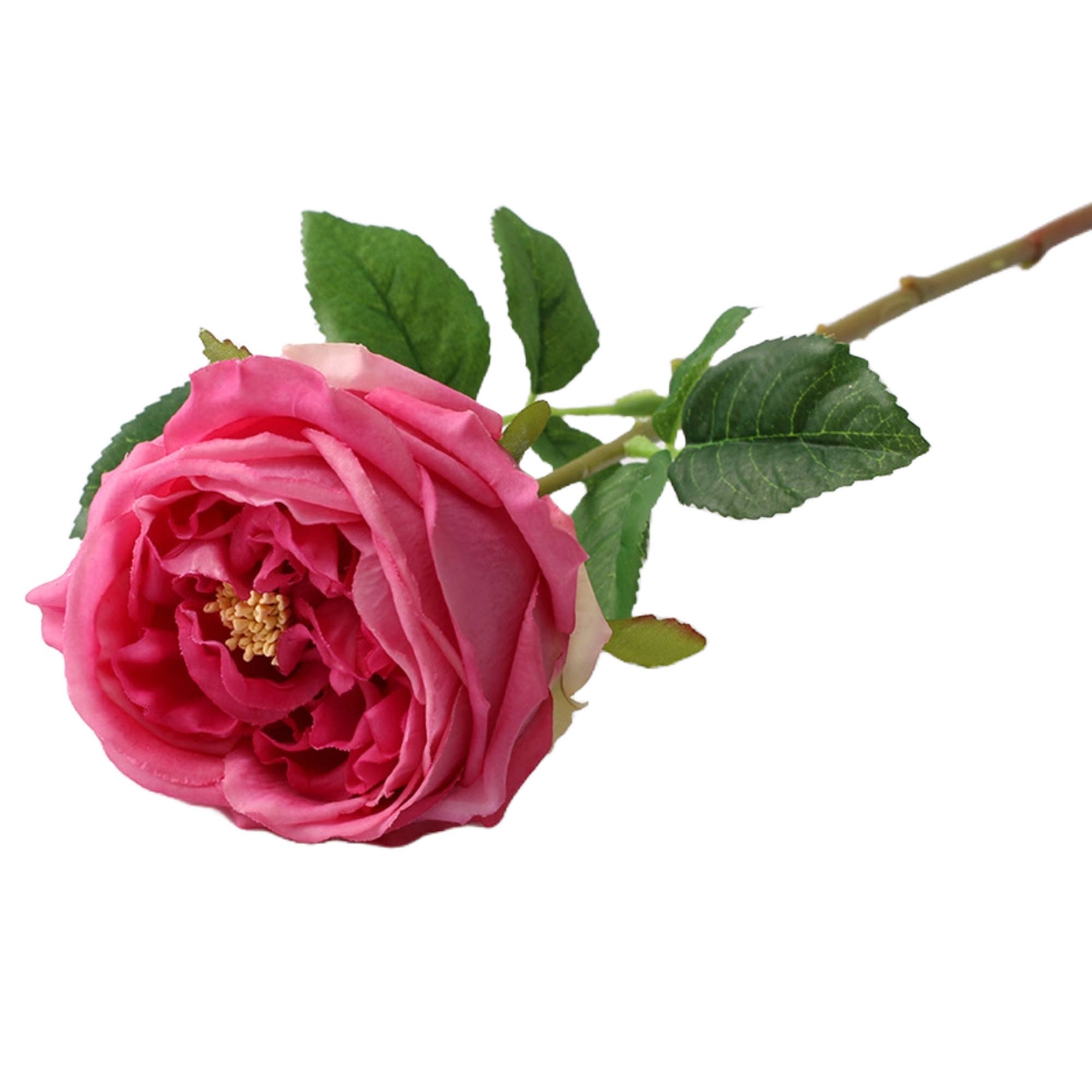 17"Premium Real touch English Austin Cabbage Rose Stem: Pure White