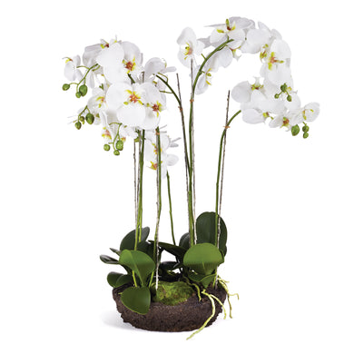 Phalaenopsis Bowl Drop-In 31.5