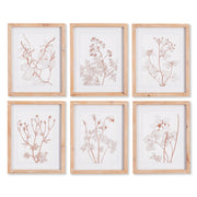 Botanicals In Blush Prints, Set Of 6