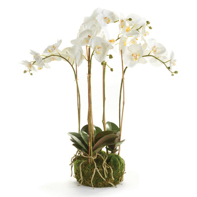 Phalaenopsis Orchid Bowl Drop-In 25