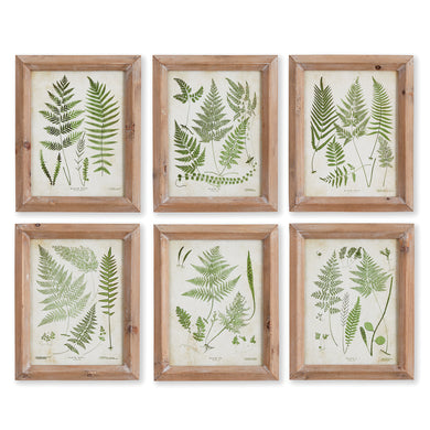 Assorted Frond Study Petite, Set Of 6