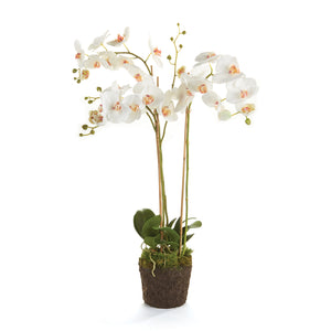 Phalaenopsis Orchid Drop-In 31"