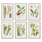 Leaf Botanical Study, Set Of 6