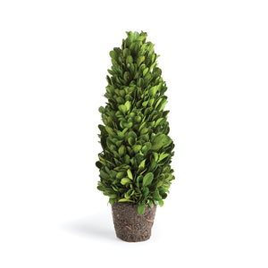 Boxwood Cone Topiary Drop-In 12"