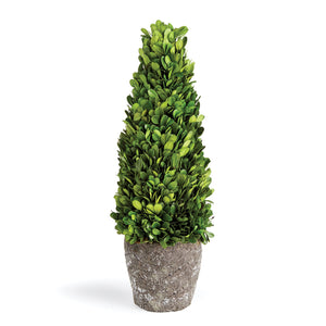Boxwood Cone Topiary Drop-In 16"
