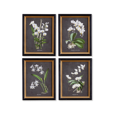 Orchid Study Petite, Set Of 4