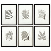 Framed Gray-Tone Fern Prints, Set Of 6