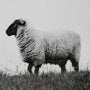 Lady Sheep II / 41.8 H x 61.8 W