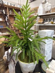 Norfolk Pine Tree in Pot