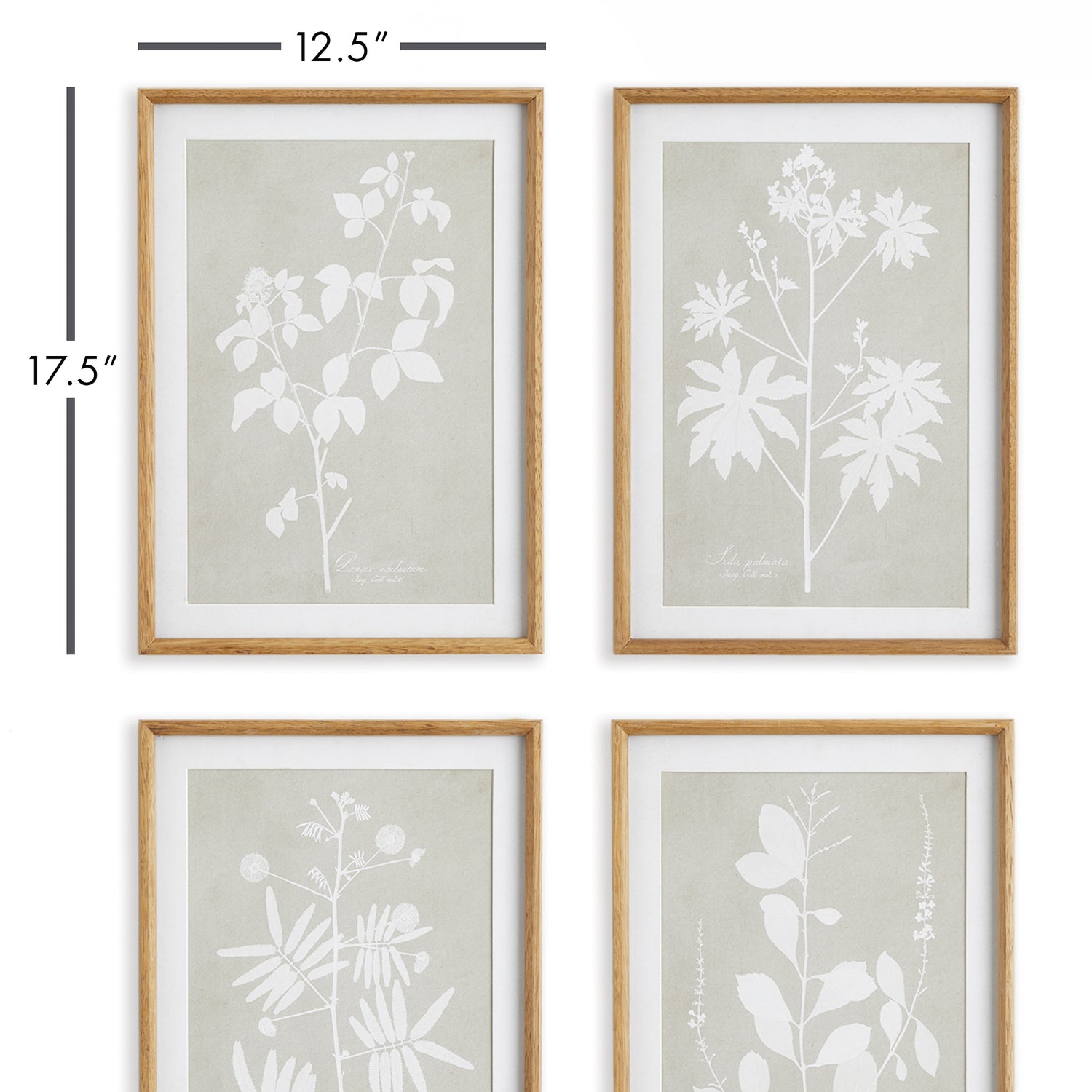 Foliage Study, Set Of 4