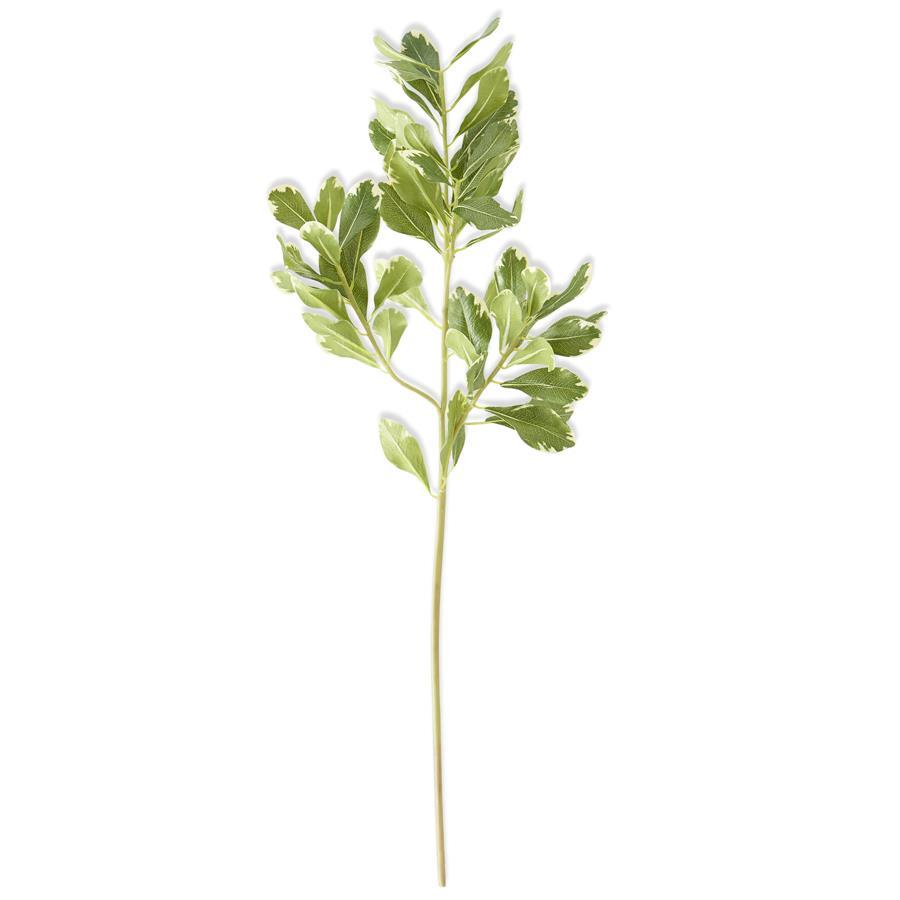Pittosporum Leaf Stem 28 Inch