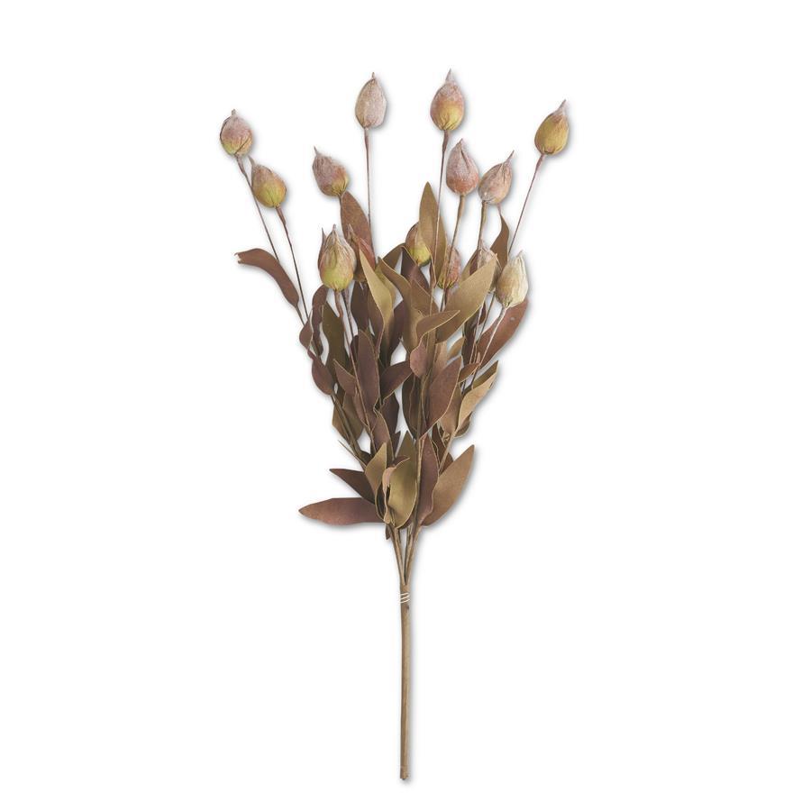 Burgundy and Green Sleepy Silene Eva Bush - 24 Inch