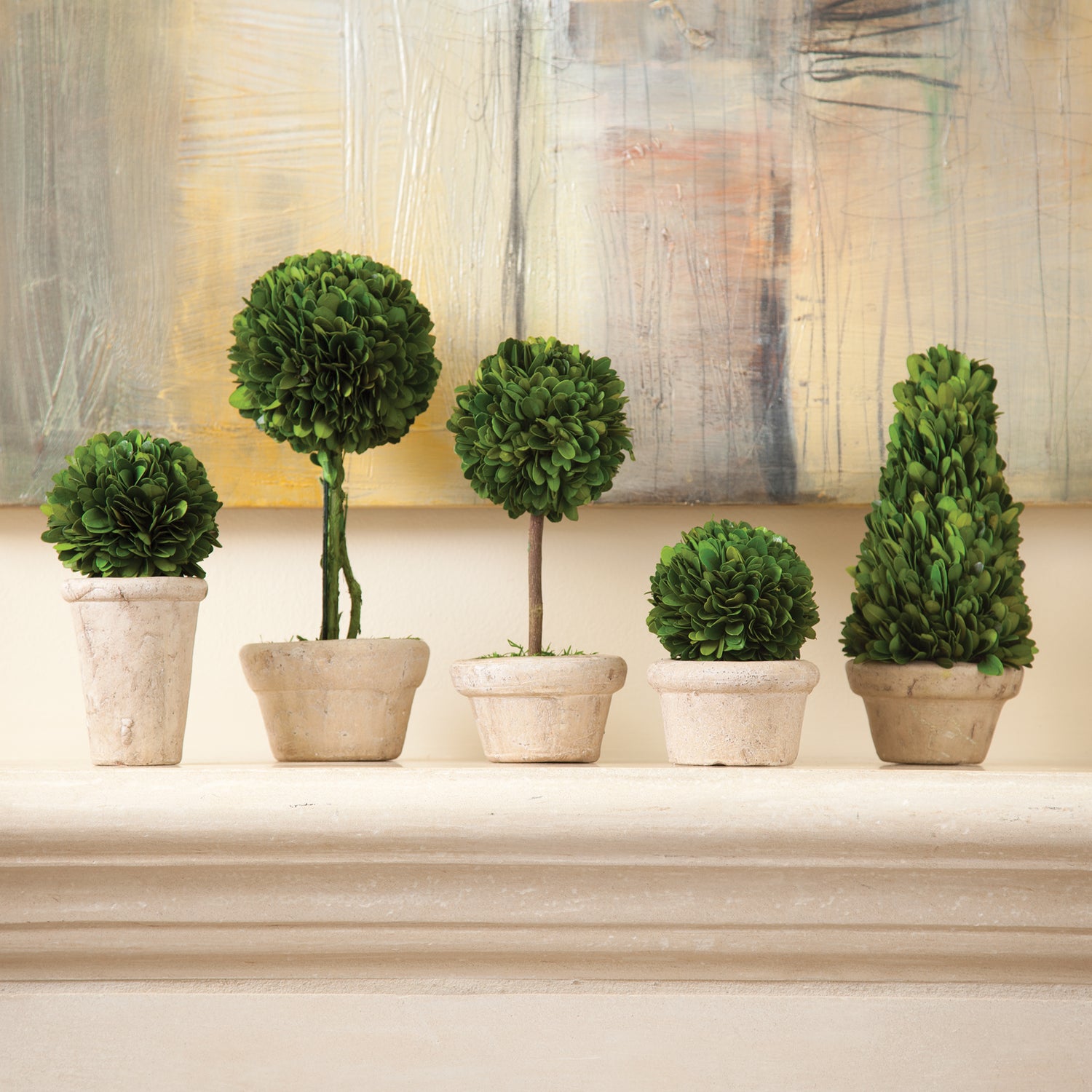 Boxwood Topiaries In Pots, Set Of 5