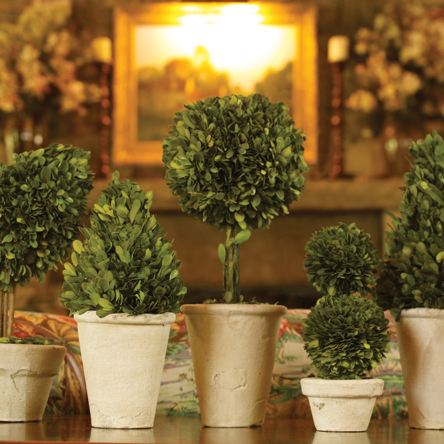 Boxwood Topiaries In Pots, Set Of 8