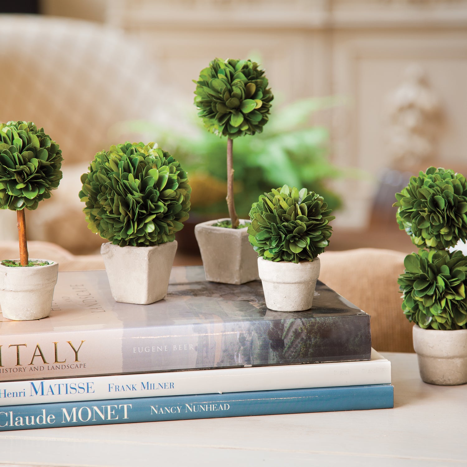 Boxwood Mini Topiaries In Pots, Set Of 5