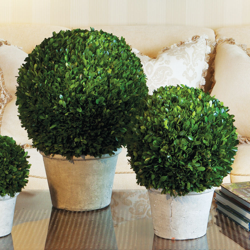 BOXWOOD 12" BALL IN POT