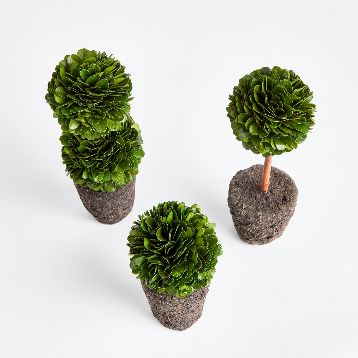 Boxwood Mini Topiary Drop-Ins, Set Of 3