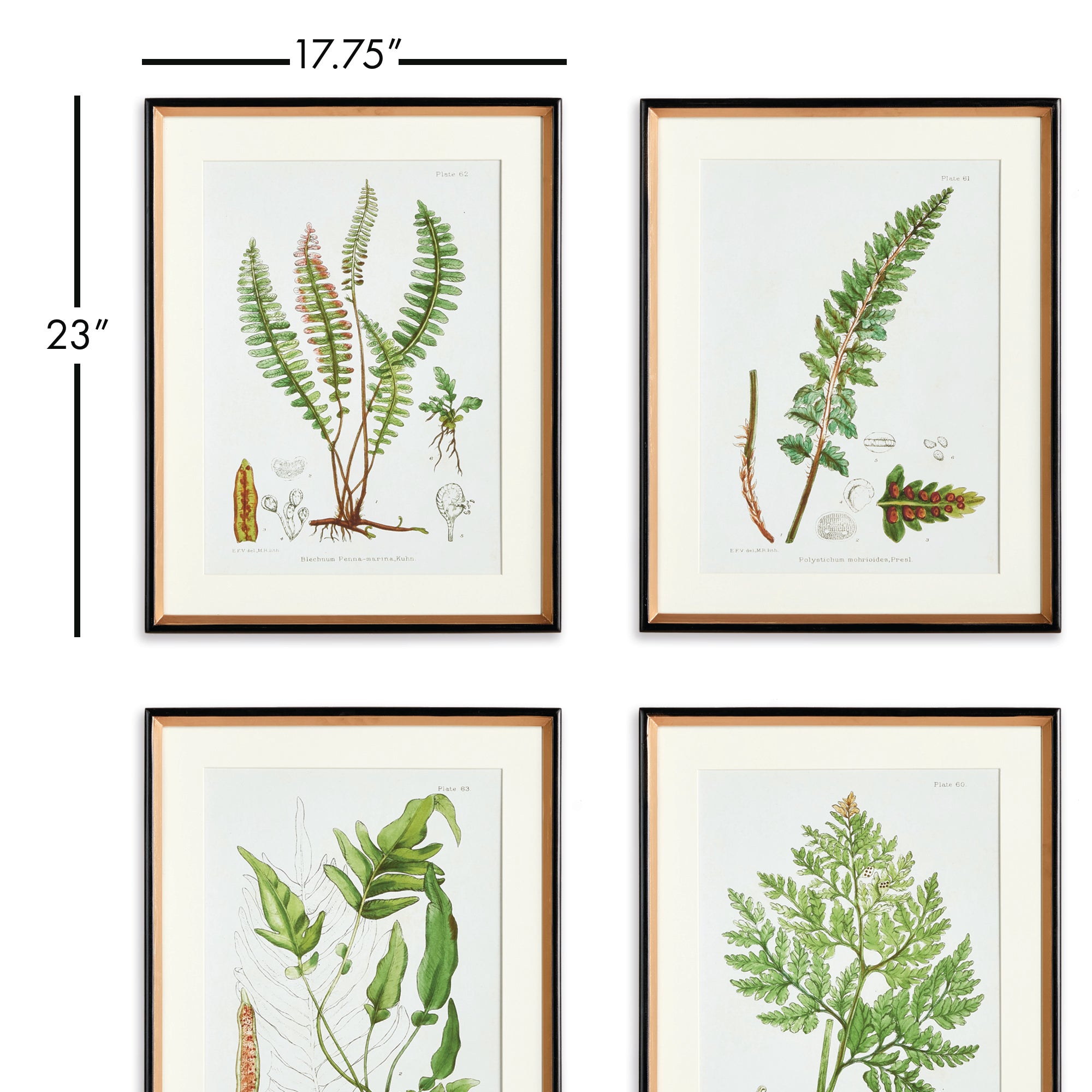 STRUCTURAL FERN STUDY, SET OF 4