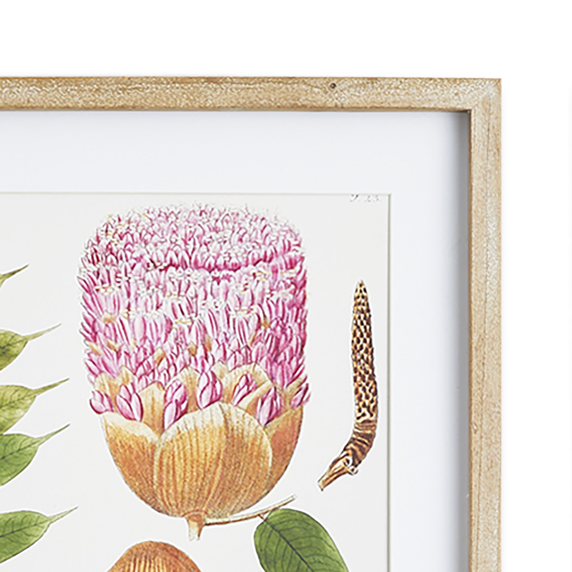 LEAF BOTANICAL STUDY, SET OF 6