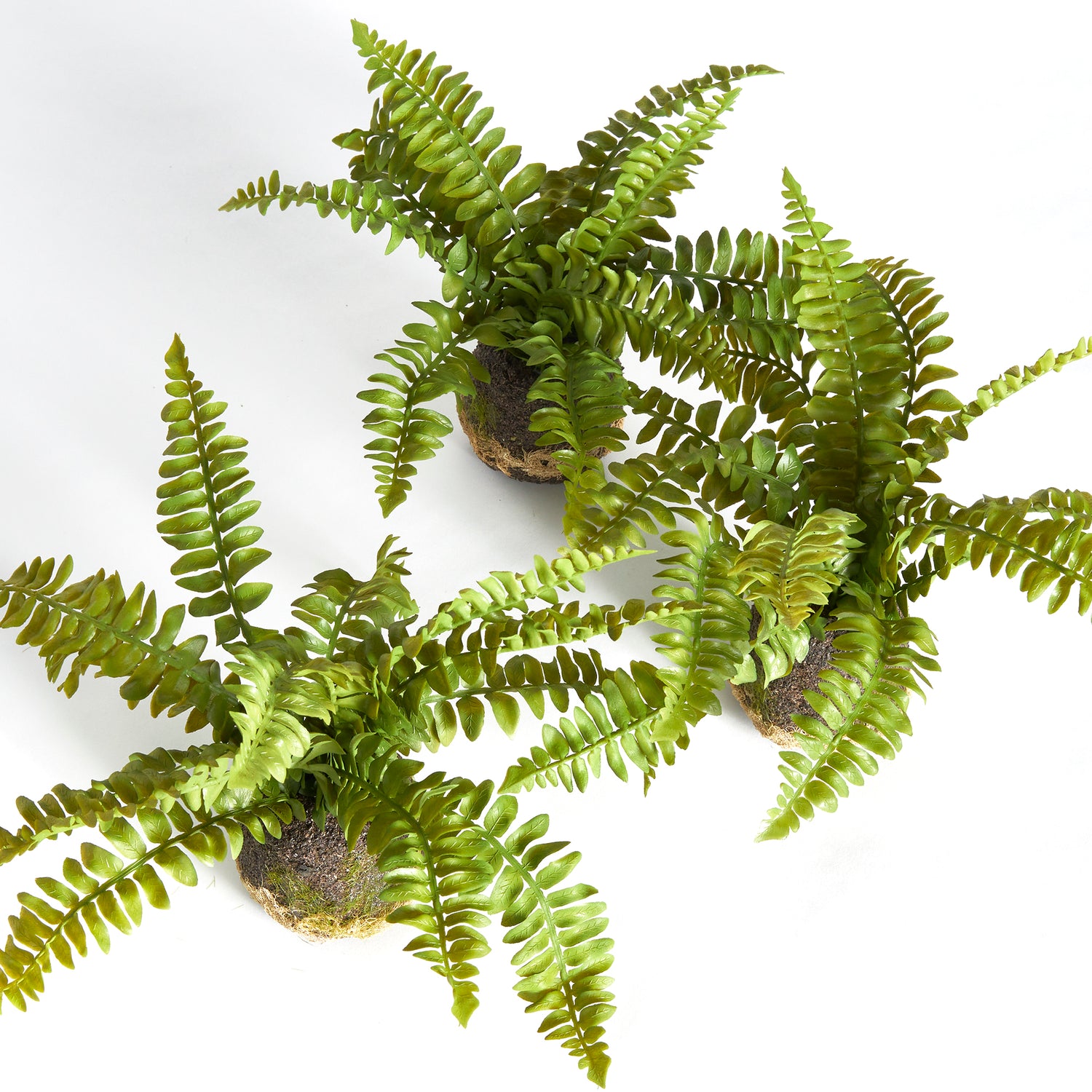 Boston Fern Drop-Ins, Set Of 3