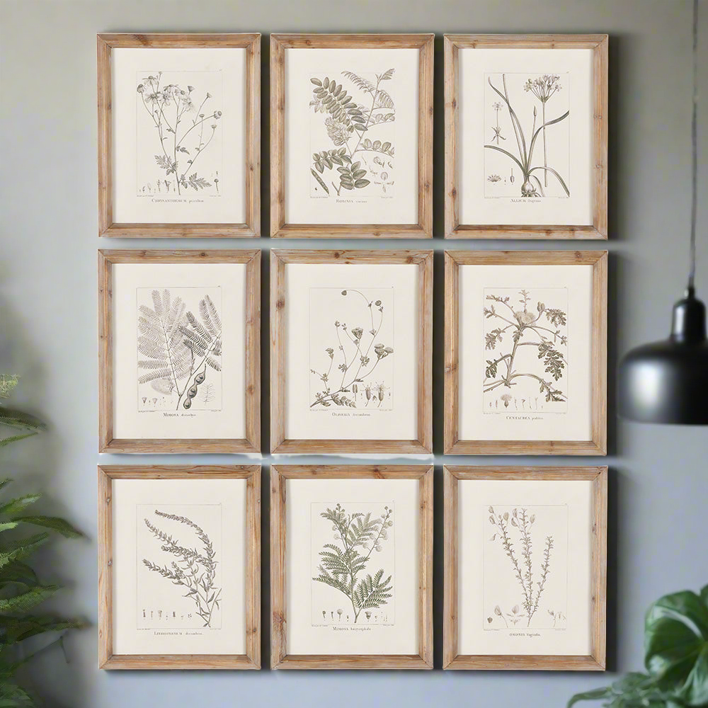 Botanical Illustrations, Set Of 9