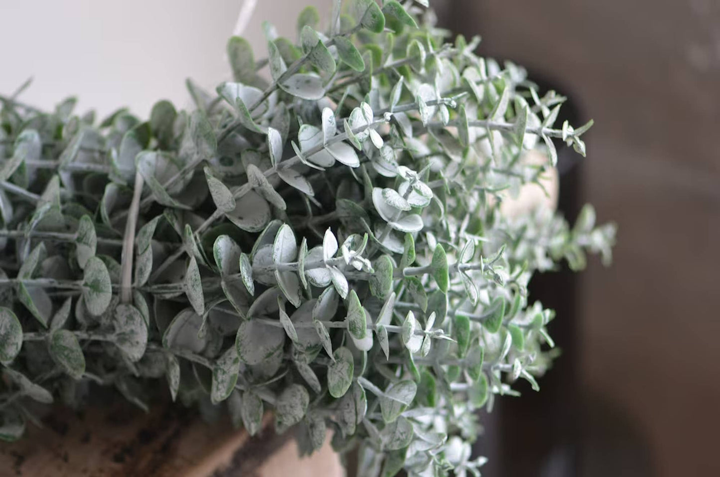 Lifelike soft touch Frosty Flocked Spiral Eucalyptus Stem: 23"