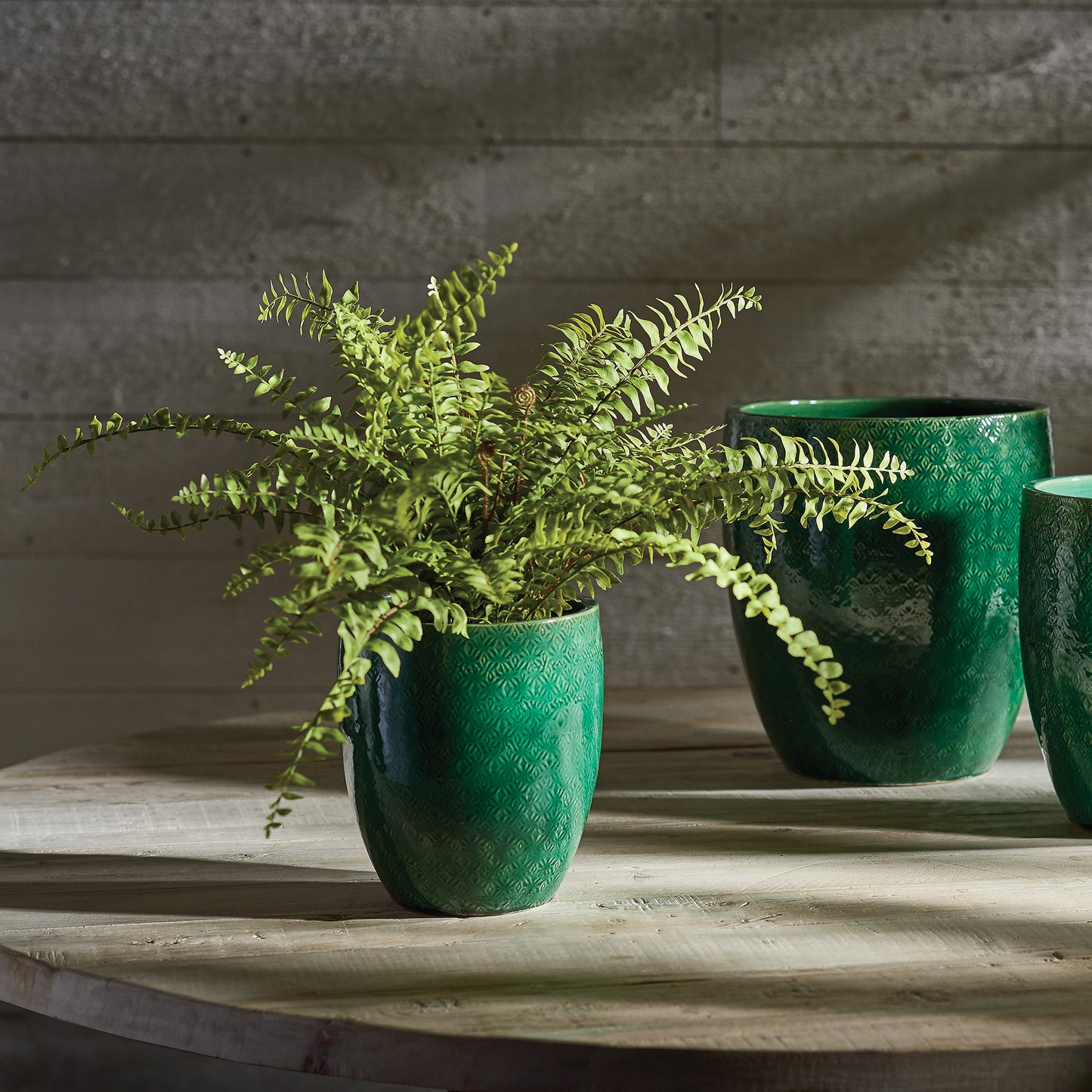 BOSTON FERN DROP-IN 16"
