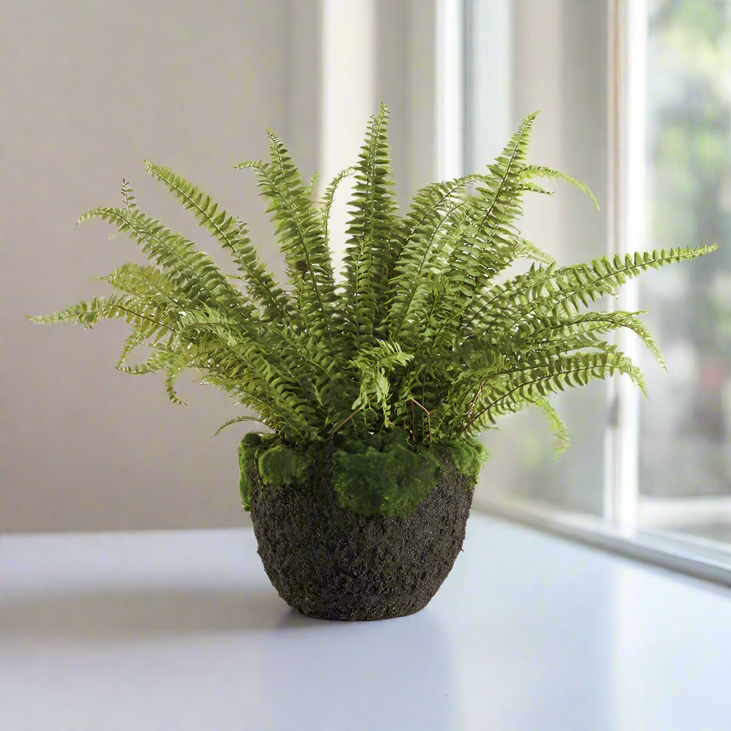 GRAND BOSTON FERN DROP-IN 30"