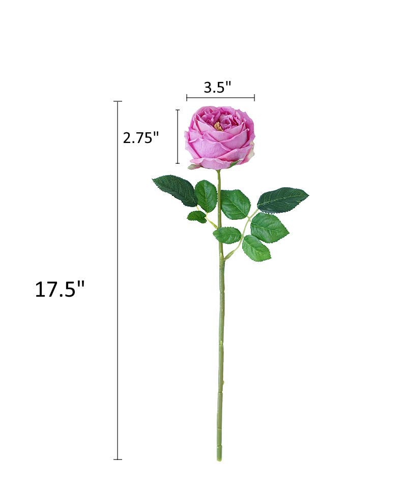 17"Premium Real touch English Austin Cabbage Rose Stem: Pure White