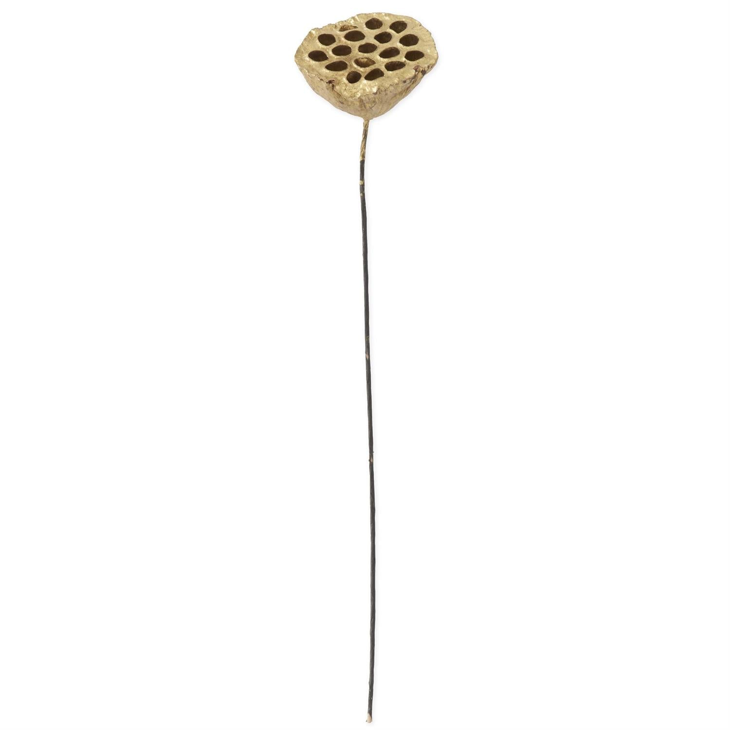 Gold Lotus Seedpod - 21 Inch