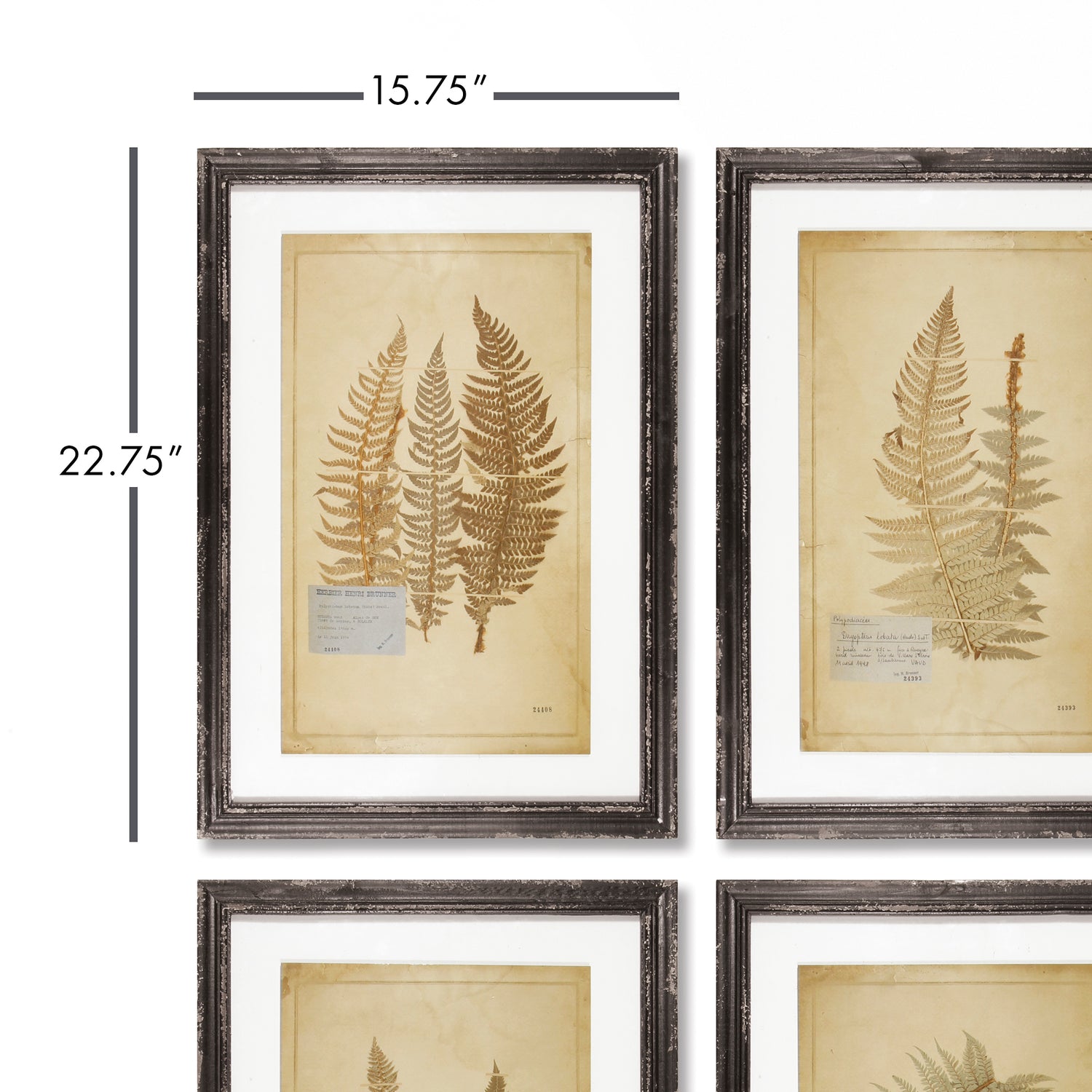 Framed Vintage Fern Prints, Set Of 8