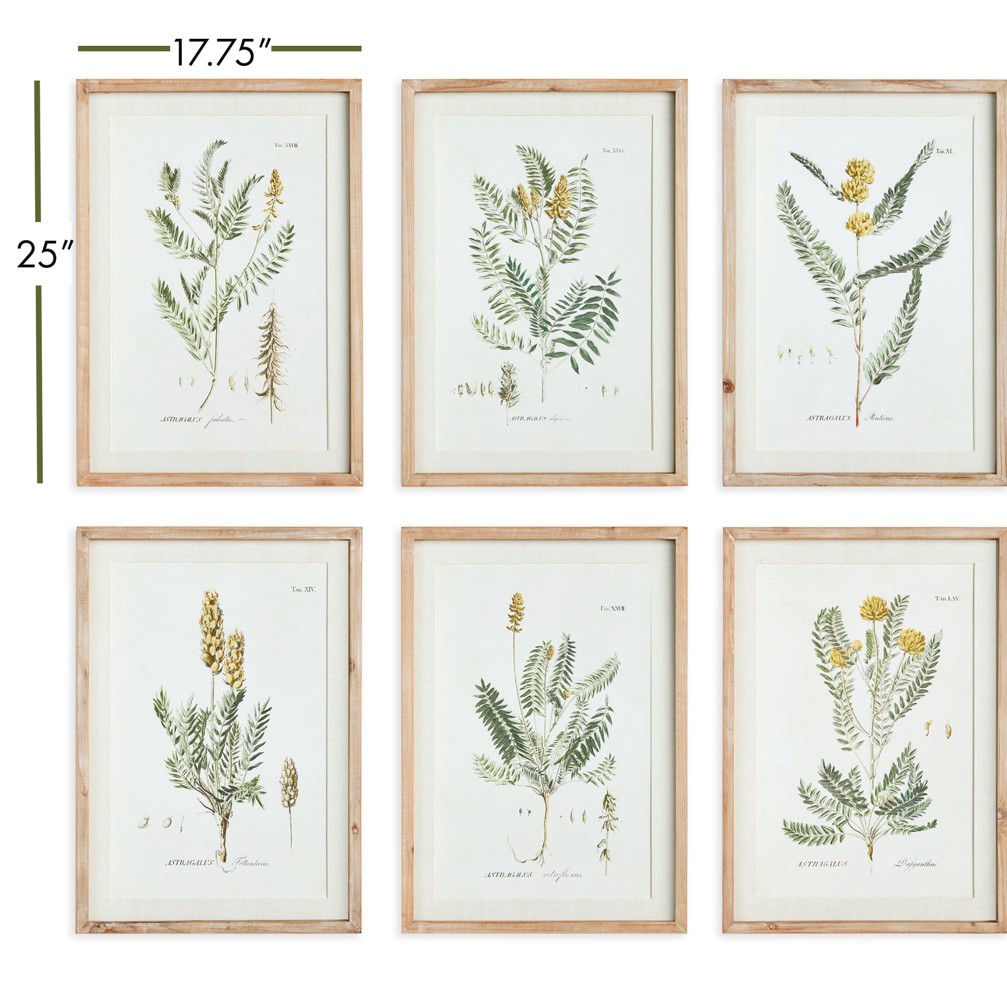MID-SUMMER BLOOMS PRINTS, SET OF 6