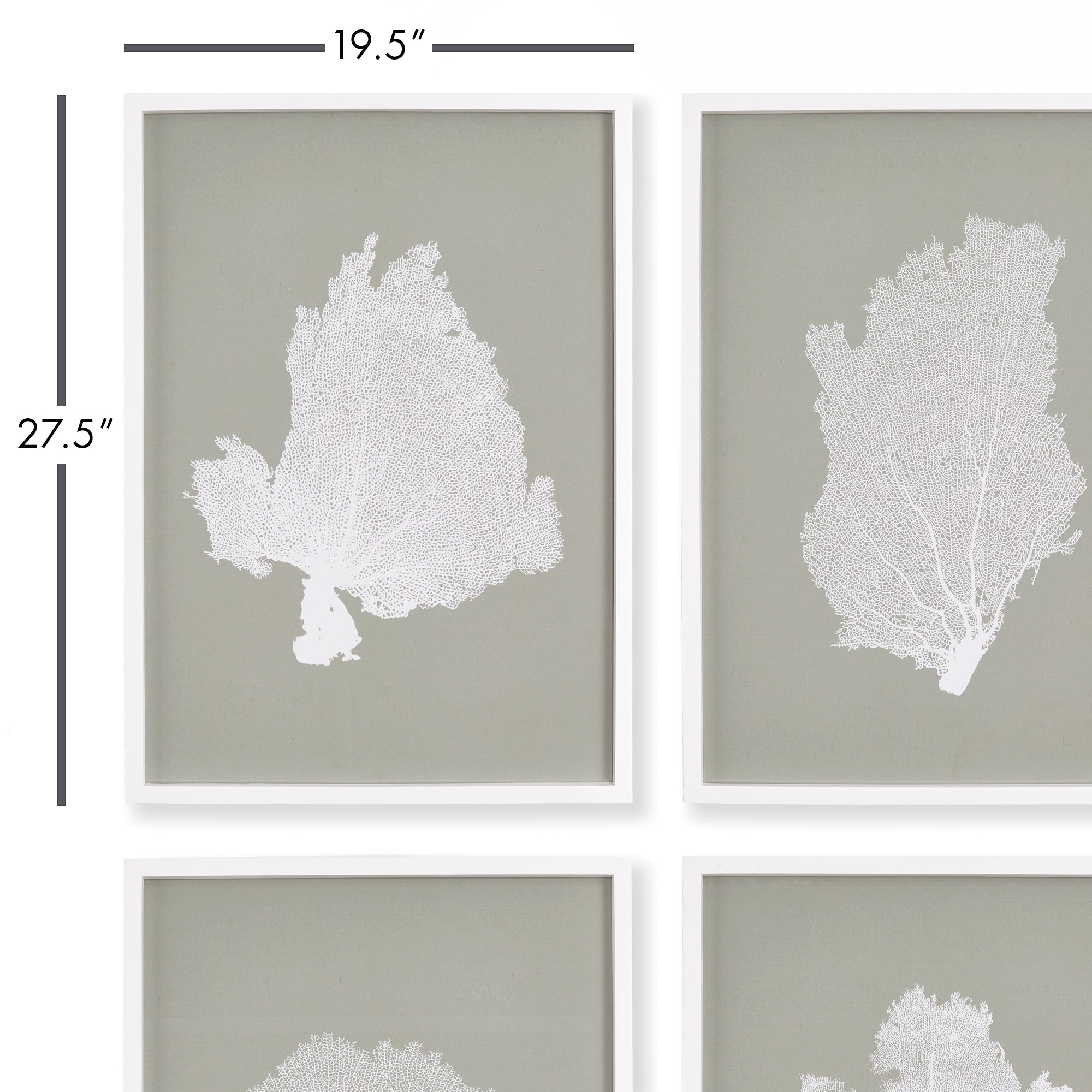 CORAL FANS STUDY, SET OF 4